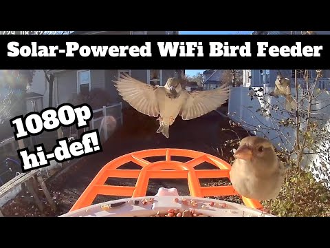 FVVL Solar Powered Camera Bird Feeder — demo & testing